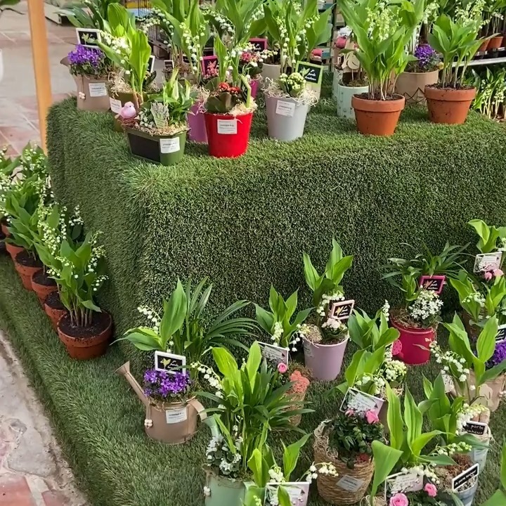 🌸 ARRIVAGE MASSIF DE MUGUET 🌸

Pourquoi offrir du muguet au 1er mai ?

🌸 Origines royales (Renaissance)
En 1560-1561, un brin de muguet fut offert au roi Charles IX dans le Dauphiné comme porte-bonheur. Conquis par ce geste, le roi décida d'en offrir chaque année aux dames de sa cour. Le muguet est depuis associé au bonheur et à la chance.

🌿 Symbole du 1er mai
Au début du XXᵉ siècle, le muguet devient le symbole de la Fête du Travail. Cette tradition s'est diffusée dans toute la France. Offrir du muguet est devenu un geste de porte-bonheur et de célébration du printemps.

✨ Venez chercher votre muguet à la Jardinerie de l'Étang !

📍 Horaires :
Ouvert 7j/7 de 🕘 9h-12h | 14h-18h même dimanche et jours fériés 😍

#muguet #1ermai #portebonheur #jardineriedelétang #muguet2026 #fetedutravail #tradition #printemps #fleurs