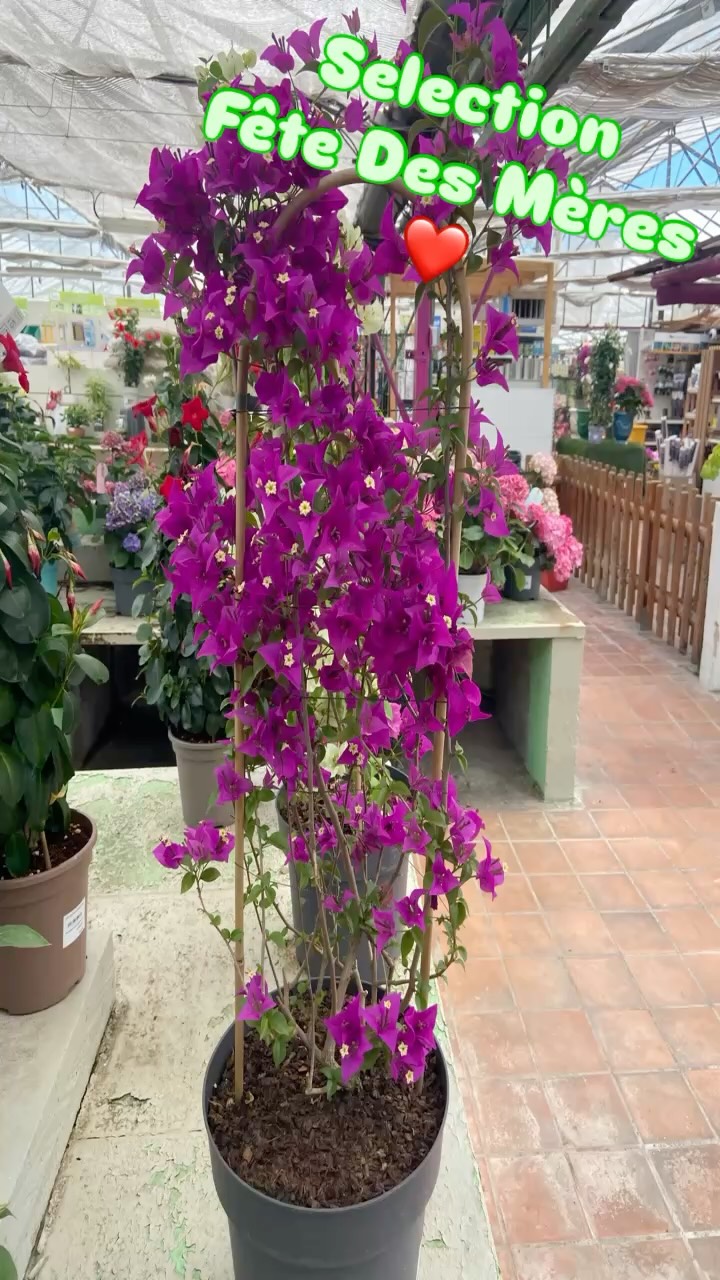 🌸 FÊTE DES MÈRES 🌸

Offrez-lui ce qu'elle mérite : des fleurs qui durent, qui sentent bon, et qui viennent de chez nous ! 💐

✨ Découvrez notre sélection spéciale plantes fleuries pour la fête des mères à La Jardinerie de l'Étang.

🌺 Du choix, de la fraîcheur, et des conseils pour faire plaisir à coup sûr !

📍 2300 route des Baisses, 13130 Berre-l'Étang
🕒 Ouvert 7j/7 de 9h à 12h et de 14h à 18h
(même les jours fériés !)

Passez quand vous voulez, on est là pour vous aider à trouver LA plante parfaite. 🌿💚

#FêteDesMères #PlantesFleuries #Jardinerie #BerrelÉtang #FleursDuJour #CadeauMaman #LocalEtFrais #PlantesAromatiques #JardinerieDelÉtang #Provence #CadeauFloral #MamanJeTaime 💐🌼🌷