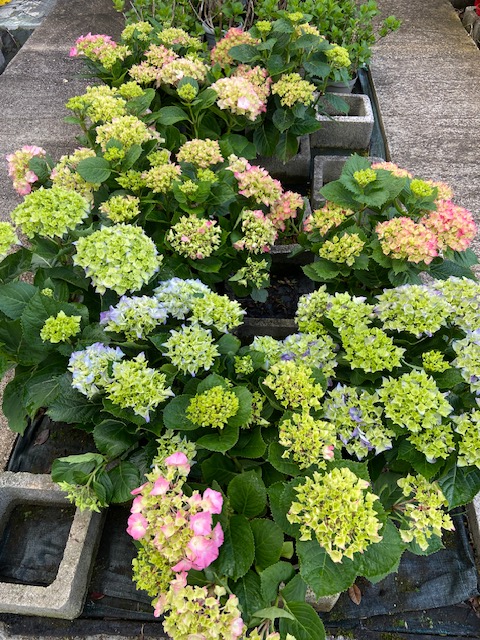 🌸🌿 Arrivage Grandiose à la Jardinerie de l’Étang ! 🌿🌸

Le printemps débarque… et il n’est pas venu les mains vides ! 🌞
À la Jardinerie de l’Étang, c’est une véritable invasion de verdure, de couleurs et de parfums. 🌼
Si votre jardin s’ennuie, c’est le moment de lui présenter de nouveaux amis ! 🌱

🌺 Fleurs et plantes fleuries
💐 Les hortensias font les timides, mais une fois installés, ils volent la vedette.
🌸 Les dipladénias adorent bronzer au soleil, sans crème solaire.
🌼 Et les genêts ? Toujours prêts à illuminer votre jardin, même les jours gris !

🌹 Rosiers
Les stars de la saison ! ✨
🌷 Les rosiers buissons se prennent pour des divas, toujours impeccables.
🌹 Les rosiers odorants embaument l’air, sans jamais en faire trop.
🌿 Les rosiers grimpants ? Les acrobates du jardin, ils montent partout !

🌳 Arbustes et haies décoratives
🍃 Les photinias rougissent de plaisir,
🌿 les éléagnus brillent de mille feux,
🌱 les troènes gardent la ligne toute l’année,
🌸les lauriers-roses apportent un air de vacances sans quitter la maison.

🌴 Plantes exotiques et méditerranéennes
🦜 Les oiseaux du paradis paradent (forcément),
🌴 les cycas jouent les dinosaures élégants,
🌵 et les yuccas ne craignent ni la chaleur ni les paparazzis.

🍎 Fruitiers et plantes de verger
Un verger digne d’un festin ! 🍒🍑🥑
🍒 Le cerisier Burlat ouvre le bal des fruits rouges.
🍒 L'abricotier Polonais suit avec panache.
🍑 Le mirabellier prépare les confitures de l’été.
🍈 Le néflier fait dans l’originalité.
🥜 Le pistachier met du croquant dans la vie.
🥑 Et l’avocatier ? Toujours prêt pour un guacamole maison !

🌿 Et bien plus encore !
De quoi faire sourire votre jardin, vos voisins… 😄🌻

📍 Jardinerie de l’Étang – 2300 route des Baisses, 13130 Berre-l’Étang
🕘 Ouvert tous les jours de 9h à 12h et de 14h à 18h, y compris dimanches et jours fériés

#JardinerieDeLEtang #ArrivageGrandiose #HumourJardinier #Plantes #Fleurs #Rosiers #Fruitiers #Haies #Exotiques #BerreLEtang 🌸🌿🌞