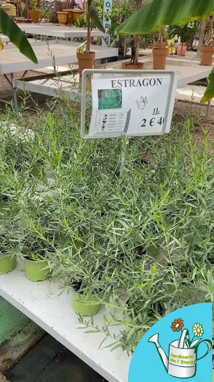 🌿 La chaleur a fait des ravages dans les potagers... 🌞
Même à La Jardinerie de l’Étang, les effets du soleil se font sentir ! Mais pas question de laisser le goût s’envoler avec la chaleur 🌶️

Pour redonner vie au jardin et du parfum à la cuisine, une nouvelle série de plantes aromatiques vient d’arriver :
✨ Basilic – pour les salades et les pestos ensoleillés
🌿 Persil – toujours prêt à relever les plats du quotidien
🌸 Thym & Romarin – les indispensables du barbecue et des grillades
🍃 Estragon – pour une touche raffinée et anisée
🌱 Verveine – parfaite pour les infusions fraîches des soirées d’été

Venez faire le plein de saveurs et de fraîcheur à La Jardinerie de l’Étang,
📍 2300 route des Baisses, 13130 Berre-l’Étang
🕗 Ouvert du lundi au samedi de 8h à 12h (horaires d’été)

💚 Des plantes pleines de goût, cultivées avec passion, pour un été parfumé et gourmand !
