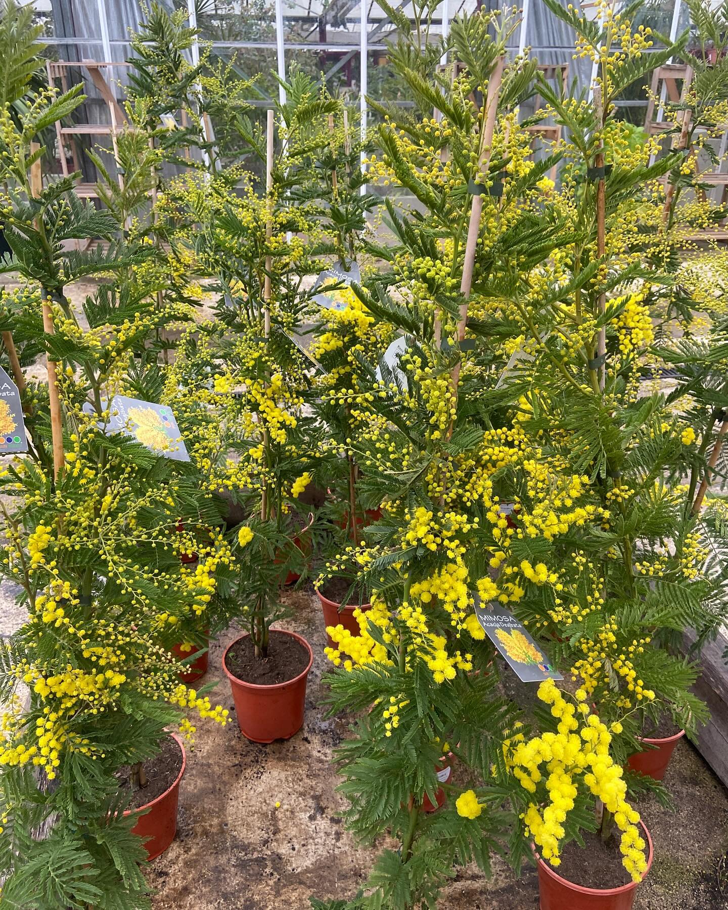 Toutes vos plantes fleuries, haies, arbustes, arbres de saison disponible 😍😍😍

#mimosa #iris #jasmin #jardinerie #salondeprovence #vitrolles #jardineriedeletang
