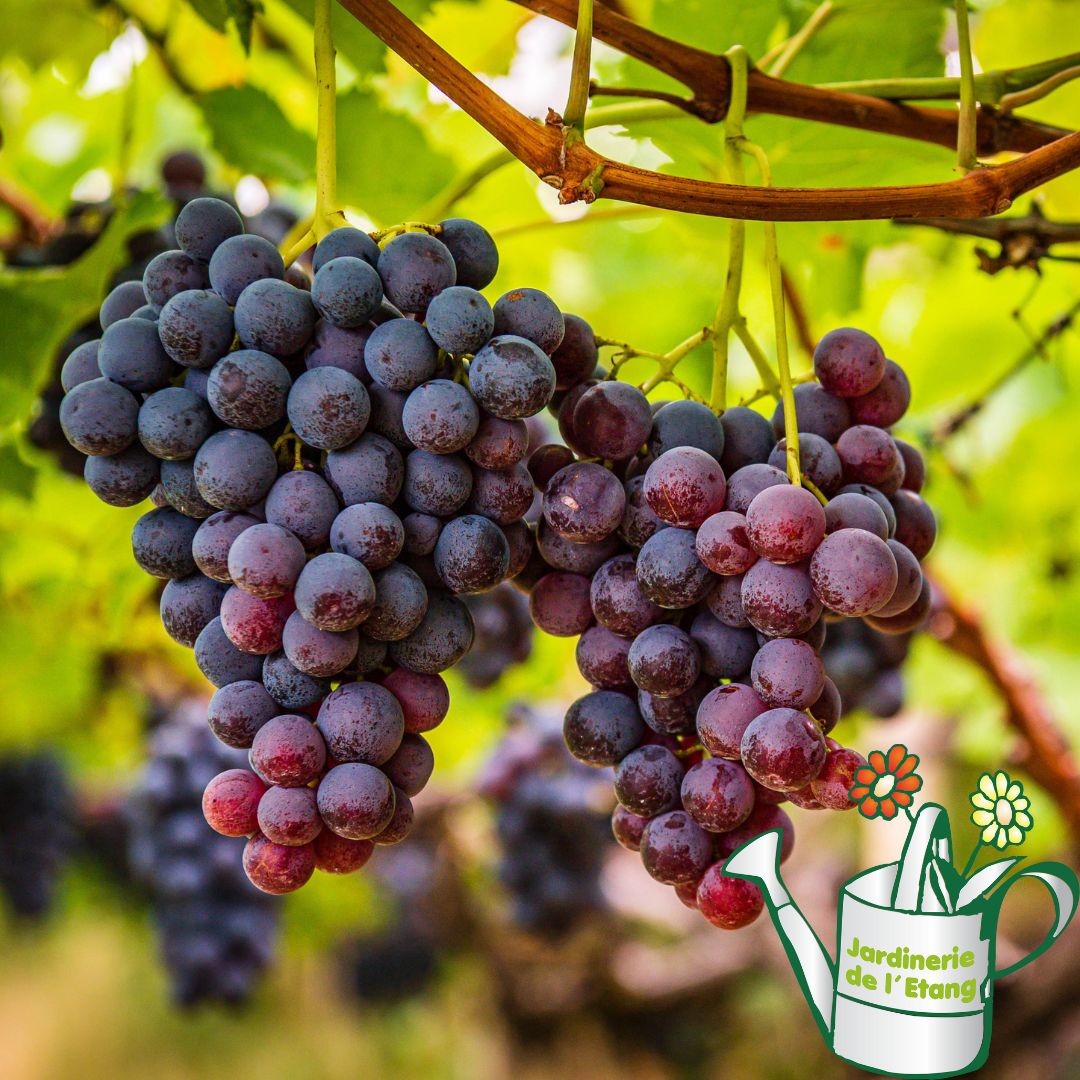 Venez découvrir notre sélections de petits fruits :

-Framboise 
-Mure 
-Groseille 
-Raisin
-Kiwi
-Avocat...

Toutes les papilles trouvent leur bonheur à la jardinerie de l'étang.

#framboise #avocatier #kiwi #raisin #jardinerie #petitfruit #jardineriedeletang #vitrolles #coudoux #ventabren #lancondeprovence