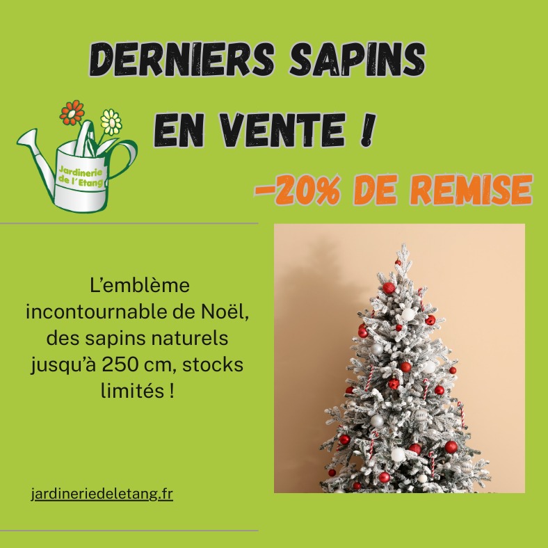 🎄 DERNIERS SAPINS EN VENTE ! 🎄

Pour les retardataires 🎅, c’est le moment de se faire plaisir :
✨ -20% de remise sur nos derniers sapins naturels !

🌲 Disponible jusqu’à 250 cm
🪴 Quelques sapins en pot enracinés pour une touche durable et écologique 🌍

Il est encore temps de décorer votre maison avec l’emblème incontournable de Noël : le sapin 🎁
Ne tardez pas, les stocks sont limités ⏰

📍 Jardinerie de l’Étang – 2300 route des Baisses, Berre-l’Étang
📞 07 68 13 86 85
📧 contact@jardineriedeletang.fr

#JardinerieDeLEtang #Noel2025 #SapinDeNoel #PromoNoel #BerreLEtang #DecorationNoel #SapinNaturel #FetesDeFinDannee #EspritDeNoel