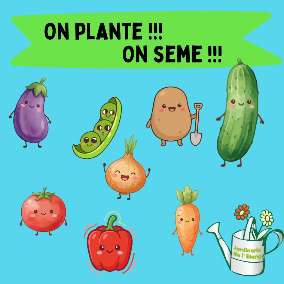 On plante, on sème à la Jardinerie de l’Étang !

Le printemps pointe le bout de son nez, et à la Jardinerie de l’Étang, c’est l’effervescence ! Les serres débordent de vie, les plants frétillent d’impatience, et les semences n’attendent plus que vos mains vertes pour s’épanouir. 🌱

🌿 Les plants – nos vedettes de saison
Nos plants de légumes sont élevés avec amour, arrosés de patience et bercés par 50 ans de savoir-faire.

- Tomates : des variétés pour tous les goûts — la classique ronde, la cœur de bœuf charnue, la cerise sucrée ou encore la noire de Crimée pour les amateurs d’originalité.
- Courgettes : longues ou rondes, elles promettent des récoltes généreuses et des ratatouilles à gogo.
- Concombres : croquants à souhait, parfaits pour les salades fraîches ou les apéros d’été.
- Fraises : des plants gourmands qui n’attendent qu’un rayon de soleil pour rougir de plaisir.
Et bien sûr, une multitude d’autres plants potagers et aromatiques prêts à rejoindre vos jardins et balcons.
🌾 Les semences – les promesses du potager
Pour ceux qui aiment voir la magie opérer dès la graine, notre coin semences est un véritable trésor.

- Pommes de terre : des variétés rustiques et savoureuses, parfaites pour les frites, les purées ou les gratins.
- Asperges : pour les jardiniers patients et gourmets, un vrai plaisir à cultiver.
- Ail et oignons : indispensables en cuisine, faciles à réussir et toujours fiers de parfumer vos plats.
- Gingembre et curcuma : les stars exotiques du moment, pour un potager qui sent bon les voyages et les saveurs du monde.
🌸 Depuis 50 ans, producteurs directs
À la Jardinerie de l’Étang, on cultive tout sur place, avec passion et respect de la nature. Pas d’intermédiaires, pas de chichis : juste des plants robustes, des semences de qualité et des conseils de vrais jardiniers.

📍 Jardinerie de l’Étang
2300 route des Baisses – 13130 Berre-l’Étang
🕘 Ouvert tous les jours de 9h à 12h et de 14h à 18h, dimanches et jours fériés inclus.

Venez faire le plein de verdure, de bonne humeur et de belles récoltes ! 🌞🥕🍓

#JardinerieDeLEtang #ProducteurLocal #PlantsDeLegumes #Semences #Potager #Tomates #Courgettes #Fraises #Concombres #PommesDeTerre #Ail