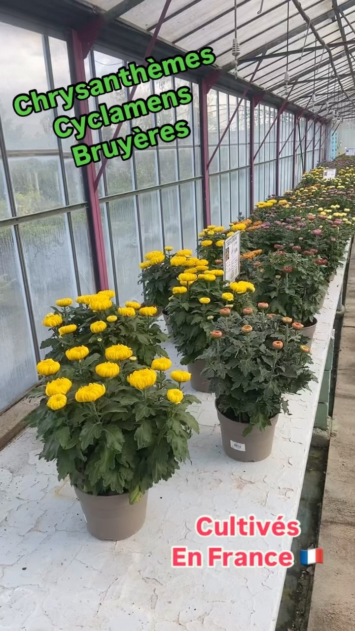 Temps de Toussaint Plantes de Toussaint 
Chrysanthèmes 
Cyclamens
Bruyères
Pensées Violas….
Nos productions de fleurs et celles de producteur locaux (chrysanthèmes) sont disponible 

Pour une Toussaint réussis sans déplumer votre portefeuille ne cherchez plus !!!

Une seule adresse :
Jardinerie de l’étang 
2300 route des baisses 
13130 Berre l’étang 

#jardineriedeletang #berreletang #jardin #toussaint #chrysantheme #lafarelesoliviers #commercelocal