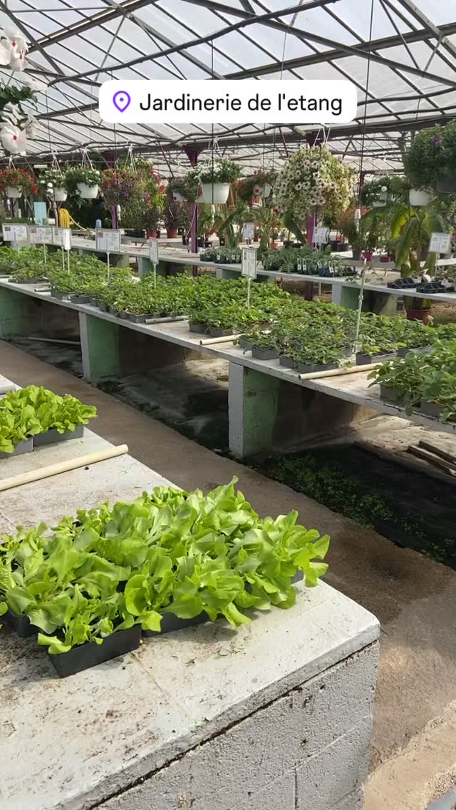 Les plantations d’automne continue 🥬🥕🫛
Voir même s’amplifient à la jardinerie de l’étang 🌸🌺

Et vous vous avez trouvé votre bonheur pour votre jardin d’automne ???
Pourquoi vous cherchez 🤔🤔🤔
2300 Route des Baisses 
13130 Berre l’étang 

#plant #legume #fleur #plantes #fruitier #haie #jardinerie #familiale #jardineriedeletang #berreletang #rognac #velaux #lancondeprovence