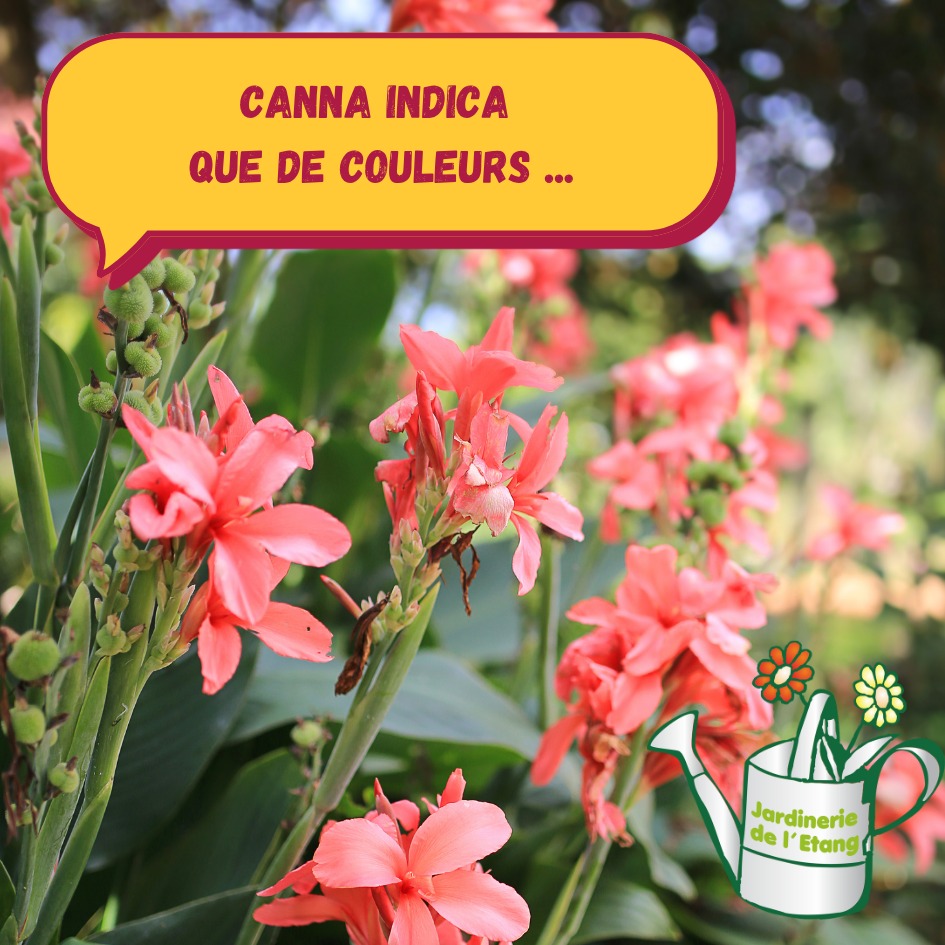 🌺 Canna indica – L’élégance exotique du Sud 🌿

Plante emblématique des jardins méditerranéens, le Canna indica séduit par son allure tropicale et ses floraisons spectaculaires. Originaire d’Amérique du Sud, cette vivace rhizomateuse s’est parfaitement acclimatée au climat du sud de la France, où elle apporte une touche d’exotisme et de couleur tout l’été.

Ses grandes feuilles luxuriantes 🍃, vertes ou parfois teintées de pourpre, rappellent celles du bananier et créent un effet de volume remarquable dans les massifs ou en bordure. Les fleurs, aux teintes flamboyantes 🌸 – rouge, orange, jaune ou rose – s’épanouissent de juin jusqu’aux premières gelées, offrant un spectacle continu et lumineux.

Le Canna indica est résistant à la chaleur ☀️ et au soleil, ce qui en fait un choix idéal pour les jardins du sud. Il apprécie les sols riches et bien drainés, et demande un arrosage régulier 💧 en période sèche pour soutenir sa floraison généreuse. En hiver, dans les régions les plus froides, les rhizomes peuvent être protégés par un paillage épais ou déterrés et conservés à l’abri du gel ❄️.

Polyvalent, il s’utilise aussi bien en massif, en isolé, qu’en grand pot sur une terrasse. Son port majestueux et ses couleurs éclatantes en font une plante vedette pour créer une ambiance exotique et chaleureuse 🌴.

📍 Disponible à la Jardinerie de l’Étang
2300 route des Baisses, 13130 Berre-l’Étang
🕘 Ouvert tous les jours : 9h-12h / 14h-18h, y compris dimanches et jours fériés

#CannaIndica #JardinerieDeLEtang #PlantesDuSud #FleursExotiques #JardinMéditerranéen #BerreLEtang #ProducteurLocal #FleursDété #AmbianceTropicale #PlantesRésistantes