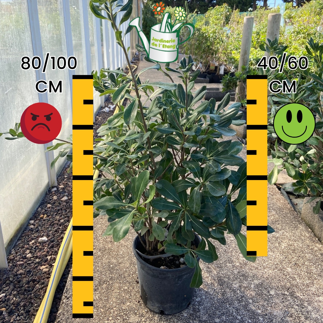 Coup de gueule !!!

Stop aux arnaques, que se soit sur notre site, au téléphone ou encore à la jardinerie sur nos étiquettes quand nous annonçons une taille, c'est celle des végétaux plantés. 

Pourtant on voit que certains vendeurs annoncent encore la taille avec le pot ce qui permet de gagner des cm et pas des moindres et surtout de proposer un prix plus attractif pour une taille plus "soit disant plus grande".

Il est clair qu'une plante qui mesure 40/60 cm n'est pas au même prix qu'une de 80/100cm sauf pour ce qui ne rechigne pas à : "mentir sur la réalité".

Sur ceux nous invitons tous les jardiniers en herbe qui veulent des végétaux conforme à leur attente. Et nous pouvons avoir beaucoup de taille différentes pour un grands nombres de plantes.